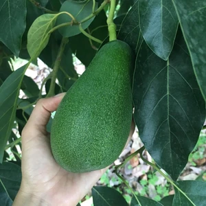 10'lu (200gr üstü) Alanya Avokado