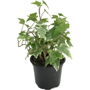 Hedera Helix 'Eva' (Duvar Sarmaşığı)