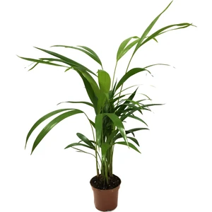 Dypsis Lutescens (Areka Palmiyesi)