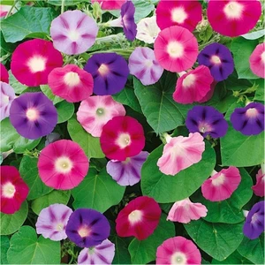 Karışık Renk Gündüz Sefası Çiçeği Toğumu