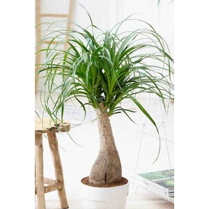 Nolina Fil Ayağı Bitkisi 25/30 cm