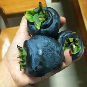 Nadir Bir Çeşit Tüplü 3 Yaş Siyah Hurma Fidanı Diospyros Kaki L., Boy 150-180 cm