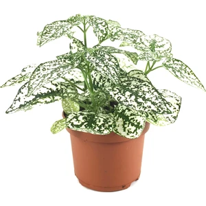 Hypoestes Phyllostachya 'White' (Hostes Çiçeği)