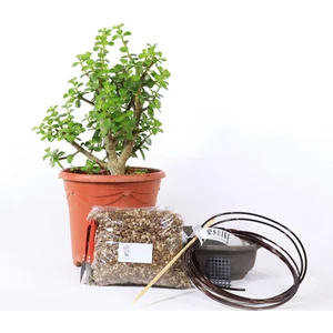 Yeşim Ağacı - Afra Bonsai Başlangıç Kiti No.06