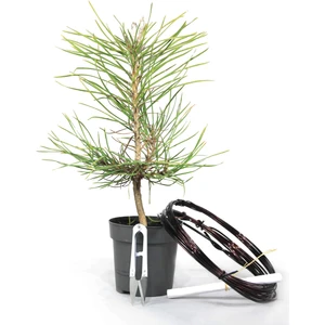 Yerli Karaçam Bonsai Telleme Kiti - No.3