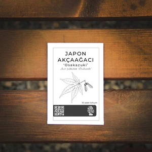 Ağaç Tohumu - Japon Akçaağacı 'osakazuki' - 10 Adet