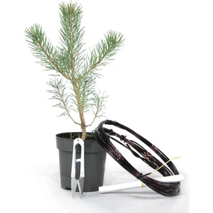 Sarıçam Bonsai Telleme Kiti - No.4