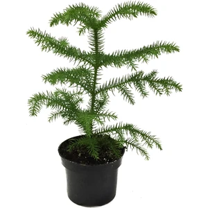 Araucaria Heterophylla (Salon Çamı)