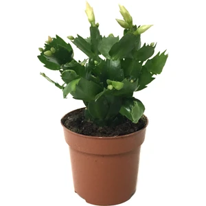 Schlumbergera 'White' (Yılbaşı Çiçeği)