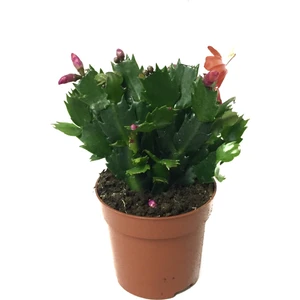 Schlumbergera 'Red' (Yılbaşı Çiçeği)