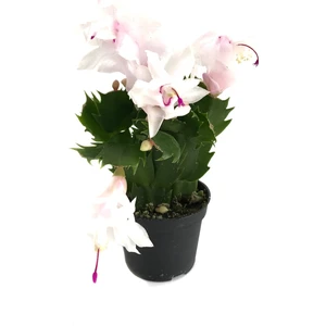 Schlumbergera 'White' (Yılbaşı Çiçeği)