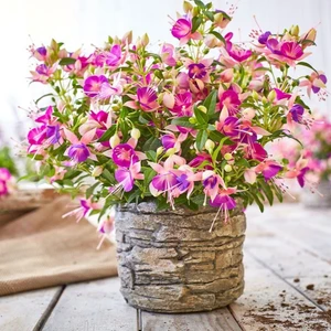 Tacir Depo Rosy Violet 3 Renkli İri Çiçekli Küpe Çiçeği Fidesi (1 Adet)
