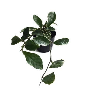 Hoya Carnosa 'Variegata' (Mum Çiçeği)