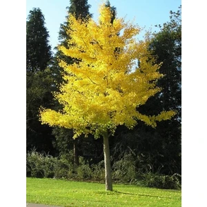 Mabet Ağacı [Ginkgo Biloba] Fidanı 80-100 cm boy - 3 Yaş