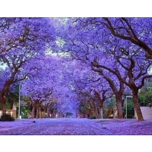 Saksıda Mor Çiçekli Yoğun Kokulu Pavlonia Fidanı Boy 120-150 cm