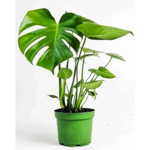 Monstera Deve Tabanı Bitkisi Büyük Boy 70 cm