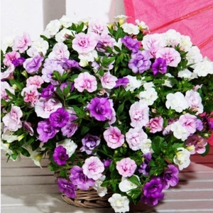 Ev Ve Bahçe Calita Katmerli Double Mixed Calibrochoa Çiçeği Fidesi (5 Adet)