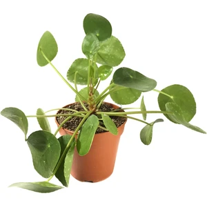 Pilea Peperomioides (Para Çiçeği)