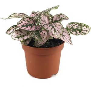 Hypoestes Phyllostachya 'Pink' (Hostes Çiçeği)