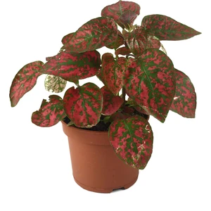 Hypoestes Phyllostachya 'Red' (Hostes Çiçeği)