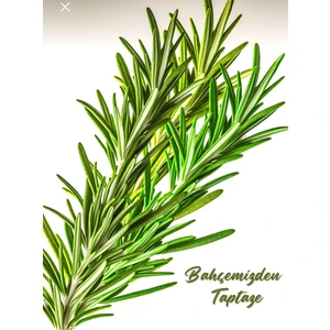 Egeden Doğal Ürünler Taze Biberiye Bahçeden Günlük Doğal