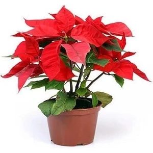 Yaprak Dökmeyen Poinsetia Atatürk Çiçeği Fidesi (2 Adet)