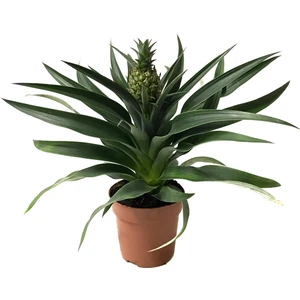 Ananas Comosus (Ananas Bitkisi)