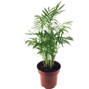 Chamaedorea Elegans (Dağ Palmiyesi)