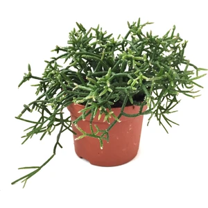 Rhipsalis Heteroclada