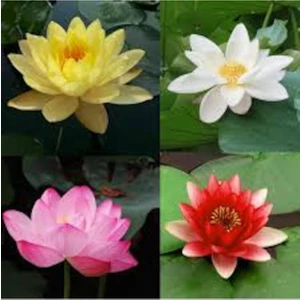 Köy Tohumları 5 Adet Nadir Karışık Rengarenk Lotus Çiçeği Nilüfer Su Zambağı Tohumu