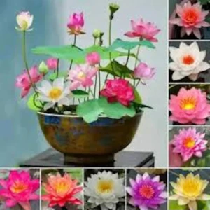 Köy Tohumları 15 Adet Karışık Rengarenk Kokulu Lotus Çiçeği Su Nilüfer Çiçek Tohum