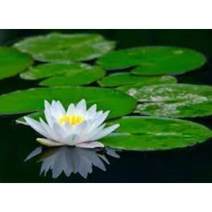 Köy Tohumları 10 Adet Tohum Beyaz Lotus Su Çiçeği Tohumu