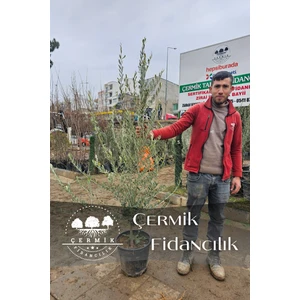 Çermik Fidancılık 6 Yaş Bursa Gemlik Trilye Zeytin Fidanı Saksılı Büyük Boy