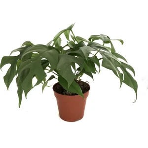 Monstera Minima (Deve Tabanı)