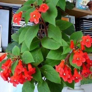 Özel Tür Eriantha  Kohleria Japon Küpelisi Çiçeği Fidesi (Mini Saksıda)