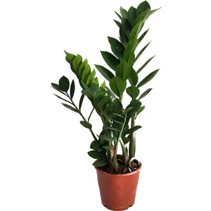 Zamia Zamioculcas (Zeze Çiçeği)