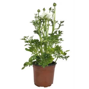 The Best Online  Beyaz Şakayık Çiçeği