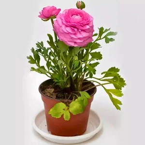 The Best Online  Pembe Şakayık Çiçeği