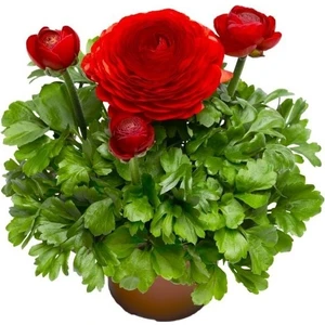 The Best Online  Kırmızı Şakayık Çiçeği