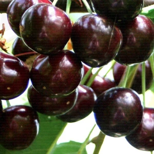 Hilal Tarım Çiftliği Napolyon Kiraz Fidanı (Açık Kök)