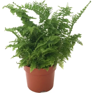 Nephrolepis Exaltata (Aşk Merdiveni)
