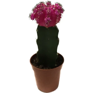 Gymnocalycium Mihanovichii 'Pink' (Kaktüs)