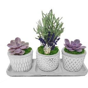 Çiçek Seli 3'lü Trio Lavanta ve Sukulent Flora Set & Beton Saksı Canlı Çiçek Hediye