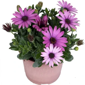 The Best Online Thebestonline Osteospermum Pembe Bodrum Papatyası