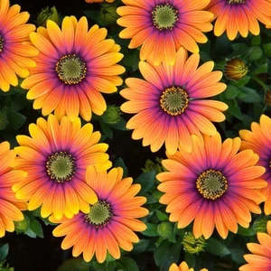 The Best Online Thebestonline Osteospermum Turuncu-Mor Bodrum Papatyası