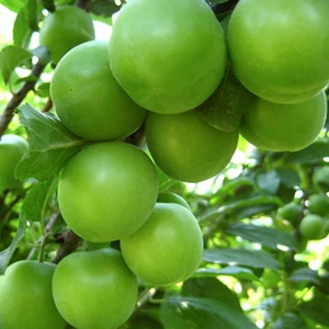 Hilal Tarım Çiftliği Can  Erik Fidanı