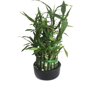 Lucky Bamboo (Şans Bambusu)