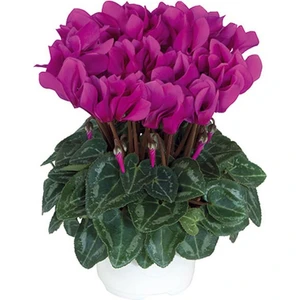 Tunç Botanik MOR SİKLAMEN ÇİÇEĞİ