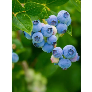 Neo Yaşam Yaban Mersini (Blueberry) Mix Toprak 25litre