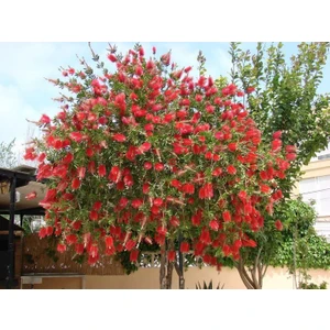 Tunç Botanik Fırça Çalısı Callistemon 3 Adet 20 - 30 cm